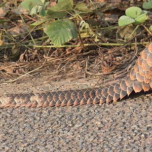 Black-bellied pangolin - (Nsuta forest)