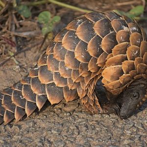 Black-bellied pangolin - (Nsuta forest)