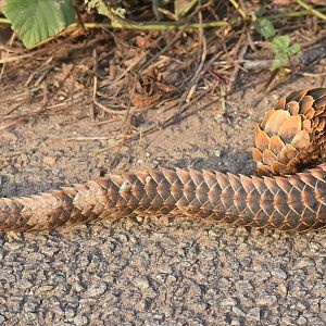 Black-bellied pangolin - (Nsuta forest)