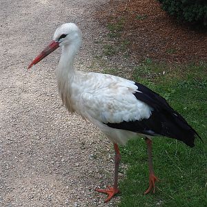 European white stork (Ciconia ciconia), 2022-08-28