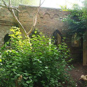 Eurasian eagle owl aviary, 2022-08-28