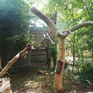 Eurasian eagle owl aviary, 2022-08-28