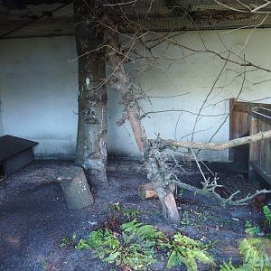 North Island brown kiwi and Laughing kookaburra exhibit, 2022-08-28