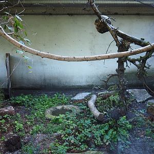 North Island brown kiwi and Laughing kookaburra exhibit, 2022-08-28