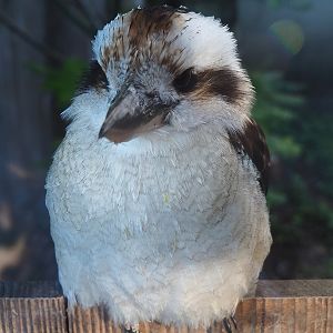 Laughing kookaburra (Dacelo novaeguineae), 2022-08-28