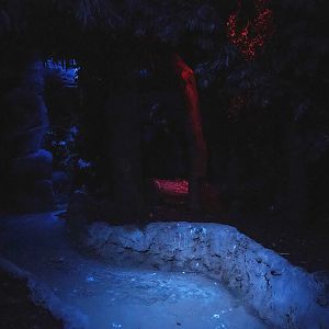 View in the Nocturnal bird safari, 2022-08-28