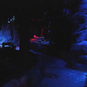 View in the Nocturnal bird safari, 2022-08-28