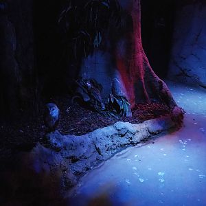 Nocturnal bird safari - Barn owl and Bush stone-curlews, 2022-08-28