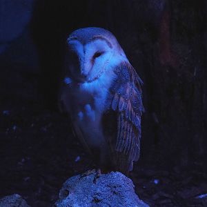 Barn owl (Tyto alba), 2022-08-28