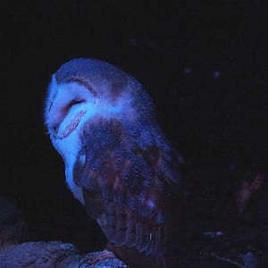 Barn owl (Tyto alba), 2022-08-28