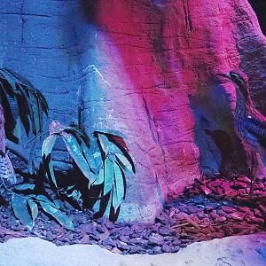 Bush stone-curlews (Burhinus grallarius), 2022-08-28