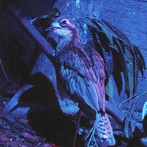 Bush stone-curlew (Burhinus grallarius), 2022-08-28