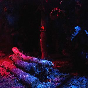 Nocturnal bird safari - North Island brown kiwi exhibit, 2022-08-28