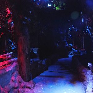 View in the Nocturnal bird safari -