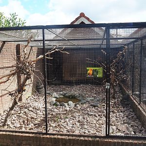 Sun conure aviary, 2022-08-28