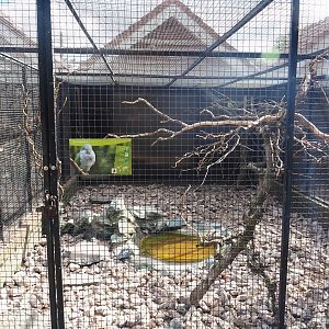 Monk parakeet aviary, 2022-08-28