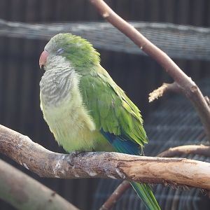 Monk parakeet (Myiopsitta monachus), 2022-08-28