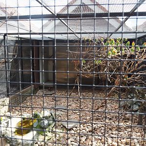 Nyasa lovebird aviary, 2022-08-28