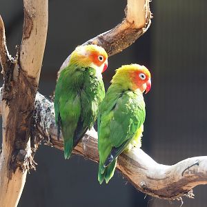 Nyasa lovebirds (Agapornis lilianae), 2022-08-28