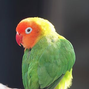 Nyasa lovebird (Agapornis lilianae), 2022-08-28