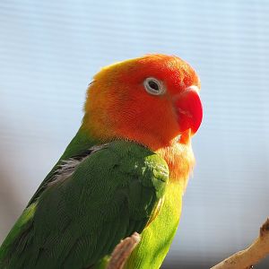 Nyasa lovebird (Agapornis lilianae), 2022-08-28