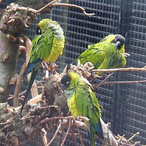 Nanday conures (Aratinga nenday), 2022-08-28