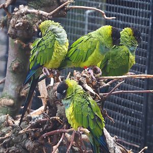 Nanday conures (Aratinga nenday), 2022-08-28