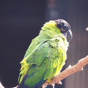 Nanday conure (Aratinga nenday), 2022-08-28