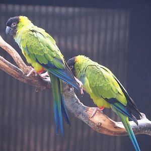 Nanday conures (Aratinga nenday), 2022-08-28