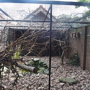 Budgerigar and cockatiel aviary, 2022-08-28