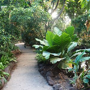 View in the first walk-through section of the Tropical hall - Asian/Philippines section, 2022-08-28