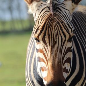 Hartmann's Mountain Zebra- February 2023