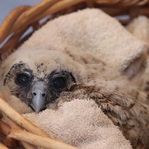 Bird House - 3-Week-Old Brown Wood Owl Chicks