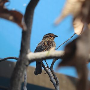 Bird House - Red-Winged Blackbird