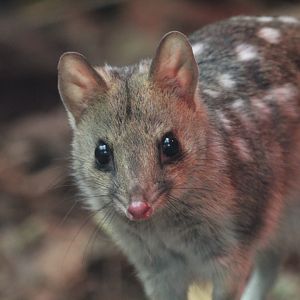 Eastern Quoll- February 2023
