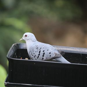 Bird House - Blue Ground Dove - Rocky