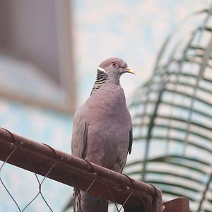 Bird House - Band-Tailed Pigeon