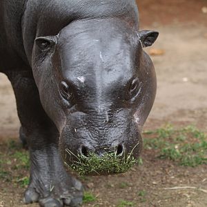 Amara, Female Western Pygmy Hippo- March 2023