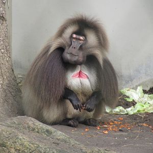 03-2023 Gelada monkey (male)