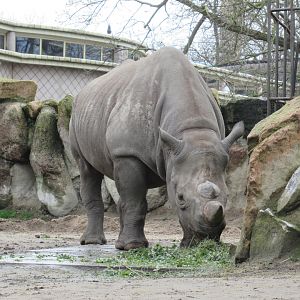 03-2023 Black Rhinoceros female 'Naima'