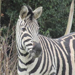 03-2023 Chapman's Zebra