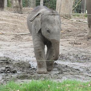 03-2023 Asian elephant, young male 'Maxi'