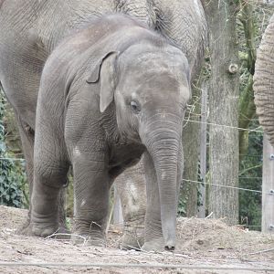 03-2023 Asian elephant, young male 'Radjik'