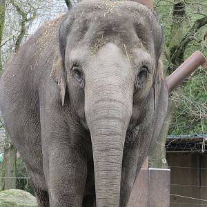 03-2023 Asian elephant, adult female 'Bangka'