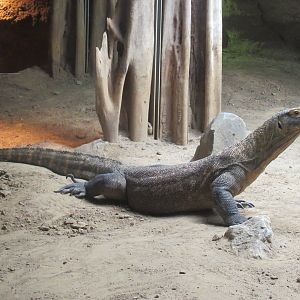 03-2023 Komodo Dragon