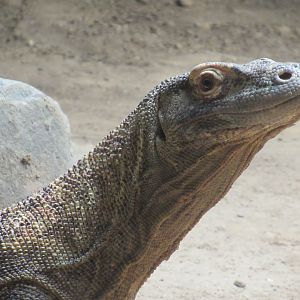 03-2023 Komodo Dragon
