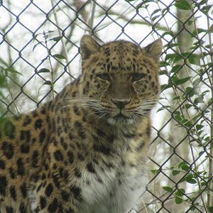 03-2023 Amur Leopard