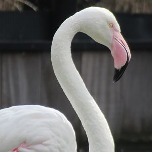 03-2023 Greater Flamingo