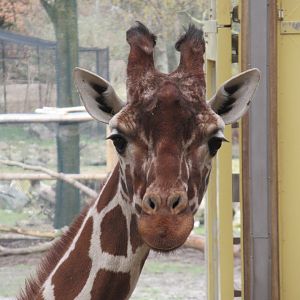 03-2023 Reticulated Giraffe