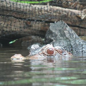 03-2023 Cuvier's dwarf caiman